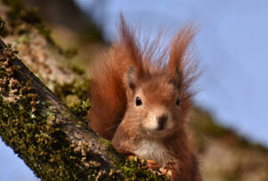 Eichhörnchen